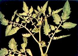 TOMATO FOLIAGE - Iron deficiency 