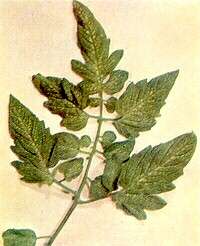 TOMATO LEAF - Manganese deficiency 