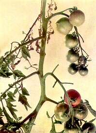 TOMATO SHOOT - Manganese toxicity (soil acidity complex) 