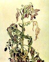 TOMATO SHOOT - Boron deficiency 