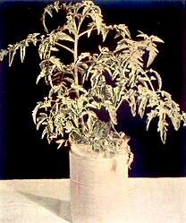 TOMATO PLANTS - Molybdenum deficiency 