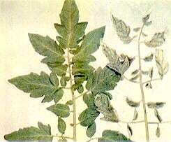 TOMATO LEAVES - Molybdenum deficiency 