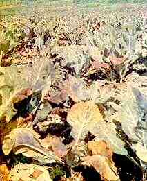 Block of Cauliflowers at Cutting Time 