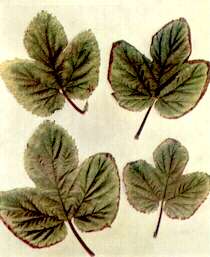 Hop Leaves - Calcium deficiency 