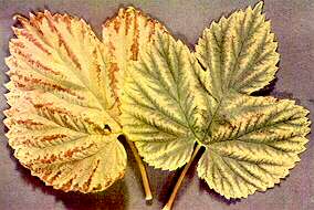 Hop Leaves - Magnesium deficiency 