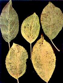 Healthy Apple Leaves - No Mineral deficiency 