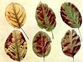 Apple Leaves - Magnesium deficiency - Lane's Prince Albert 