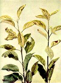 Apple Shoots - Iron deficiency 