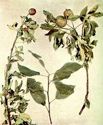 Apple Shoots - Zinc deficiency 