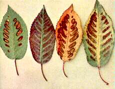 Sweet Cherry Leaves - Magnesium deficiency 