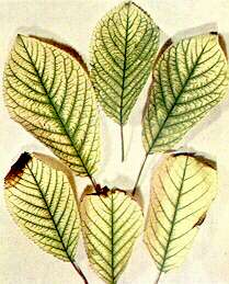 Sweet Cherry Leaves - Iron deficiency 