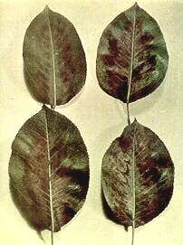 Pear Leaves - Magnesium deficiency 