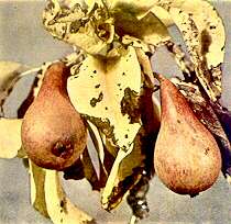 Pear Folliage and Fruits - Iron deficiency 