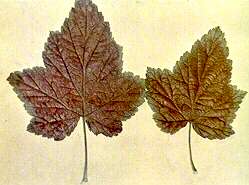 Black Current Leaves - Magnesium deficiency 