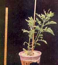 Potato Plant in Sand Culture 