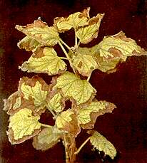 Red Current Foliage - Potassium deficiency 