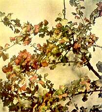 Gooseberry Foliage - Magnesium deficiency 