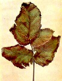 Raspberry Leaf - Potassium deficiency 