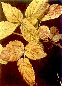 Raspberry Foliage - Iron deficiency 