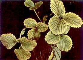 Strawberry Plant - Iron deficiency 