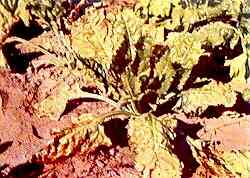Sugar Beet Plant 