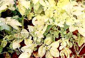 Potato Plants 