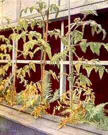 Tomato Plants 
