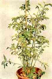 Potato Plant in Sand Culture 