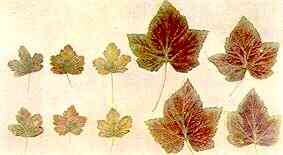 Gooseberry and Black Currant Leaves 