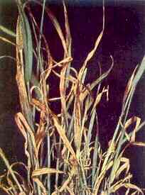 Barley Plants 