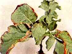 Marrow Stem Kale Plant 