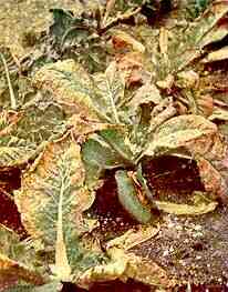Cauliflower Plants at Cutting Time 