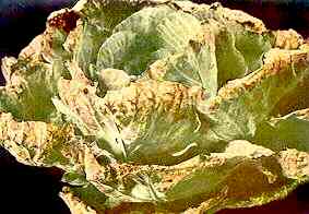 Cabbage Plant 