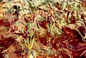 Mangold Plant Field View 