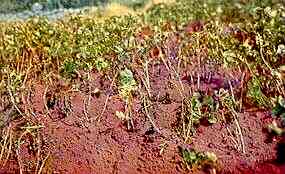 Potato Plants, Field View 