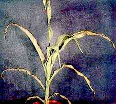 Maize Plant 