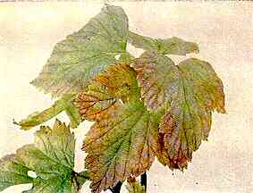 Black Currant Foliage 