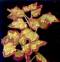 Red Current Foliage 
