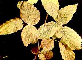 Raspberry Foliage 