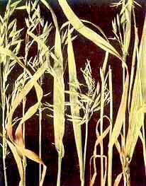 Oat Plants 