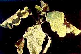 Marrow Stem Kale Plant 