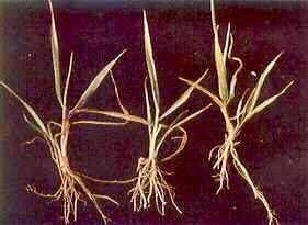 Young Wheat Plants 