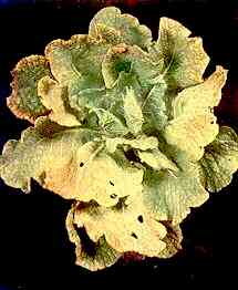 Savoy Cabbage Plant 