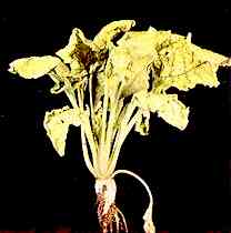 Sugar Beet Plant 