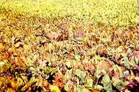 Table Beet, Field View 