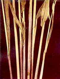 Oat Stems 