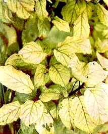 Apple Foliage (var. Early Victoria) 