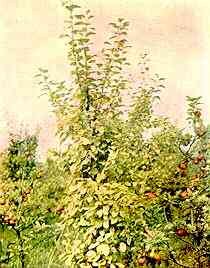 Apple Tree (var. Early Victoria) 