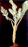 Marrow Stem Kale Plant 