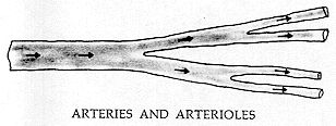 Figure 175 - ARTERIES AND ARTERIOLES 